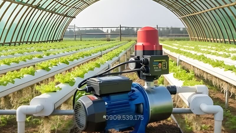 Máy bơm thủy canh thường đảm bảo lưu lượng và áp lực, giúp dòng chảy ổn định, tránh hiện tượng nước tù đọng gây thối rễ cho cây.